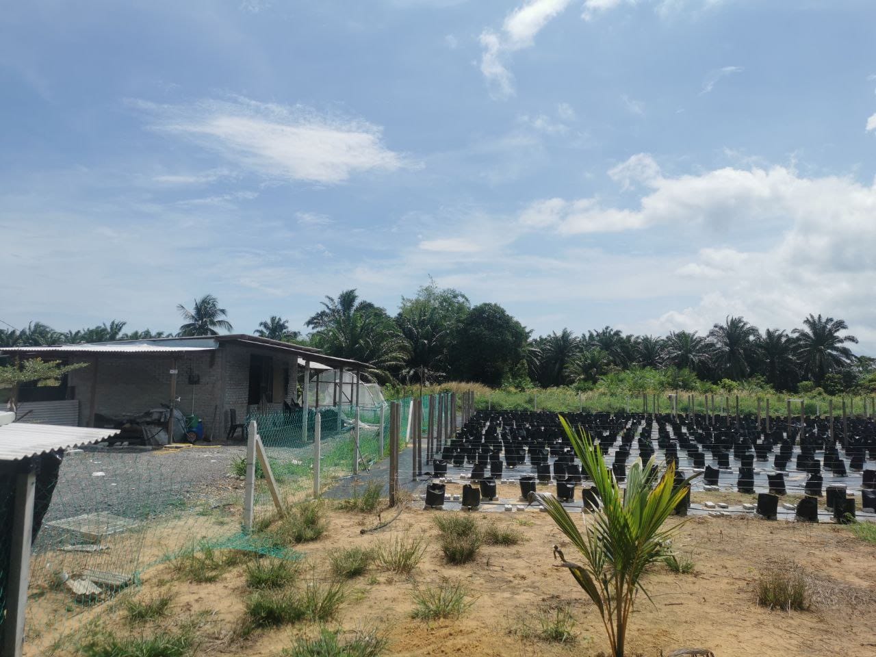 Tanah Pertanian Kampung Sungai Cedok Pontian - photo 6