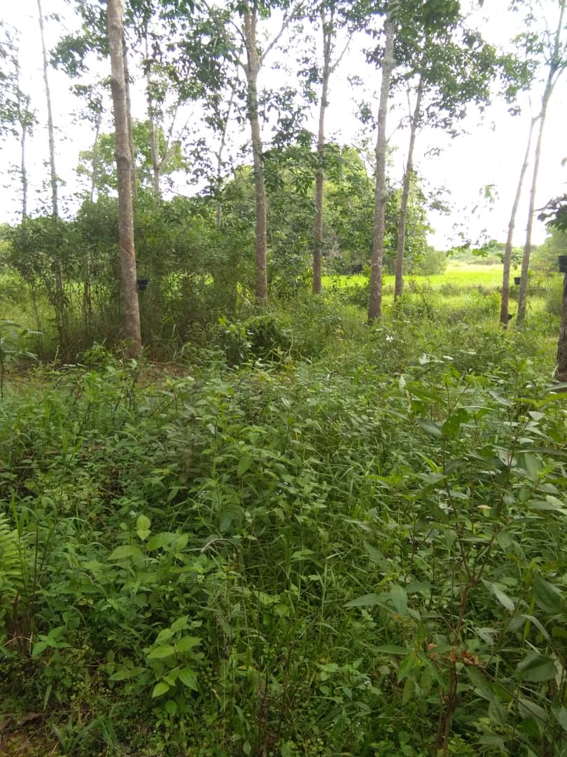 Kebun Getah Kampung Sungai Sekor Pekan Pahang - photo 1