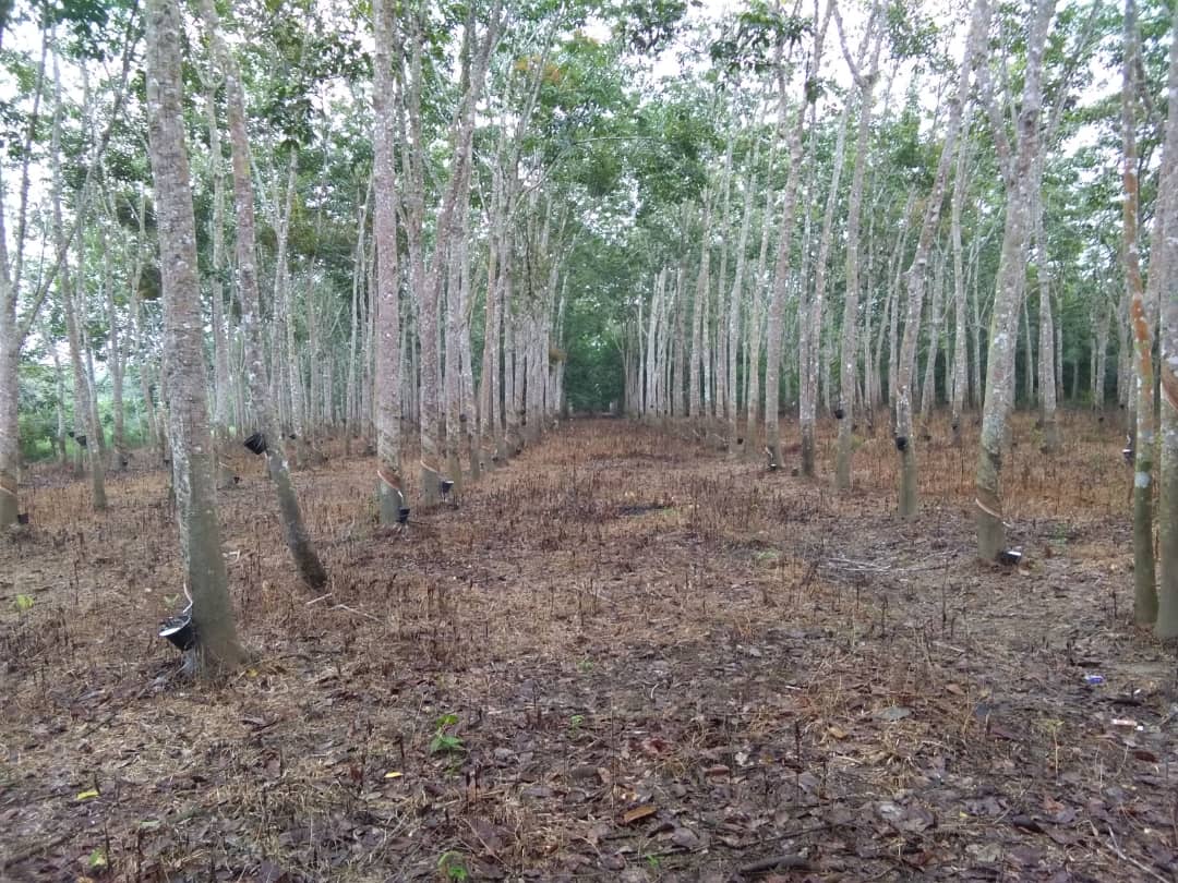 Kebun Getah Kampung Sungai Sekor Pekan Pahang - photo 2