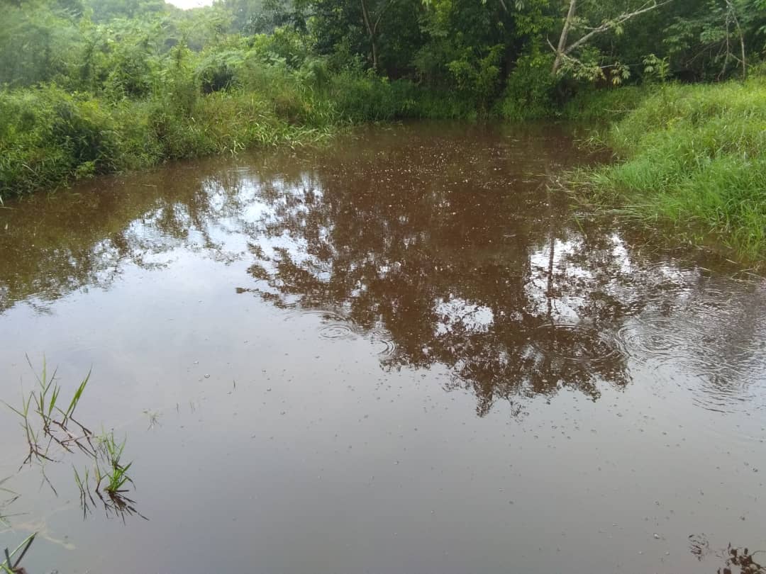 Kebun Getah Kampung Sungai Sekor Pekan Pahang - photo 3