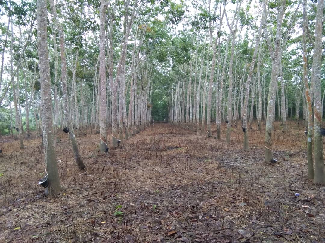 Kebun Getah Kampung Sungai Sekor Pekan Pahang - photo 4