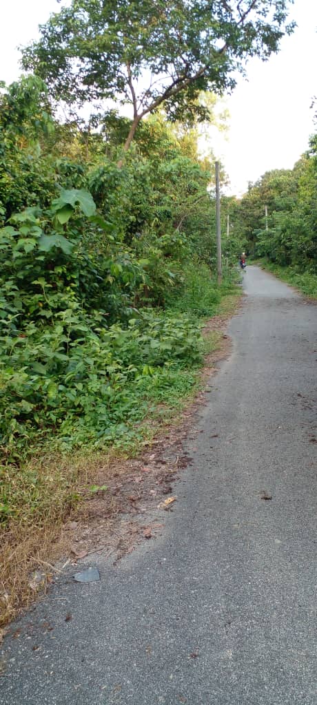 Tanah Pertanian Air Puteh Kemaman  MURAH