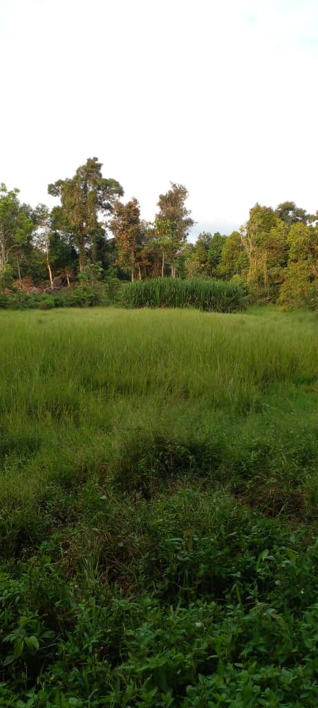 Tanah Pertanian Air Puteh Kemaman  MURAH - photo 2