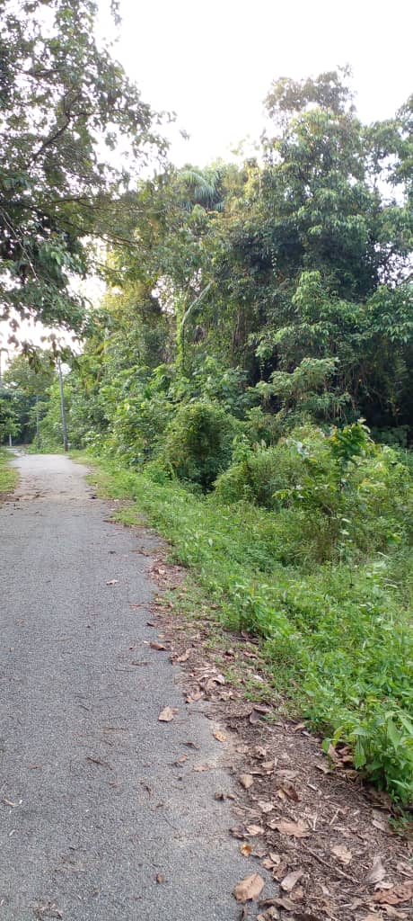 Tanah Pertanian Air Puteh Kemaman  MURAH - photo 3