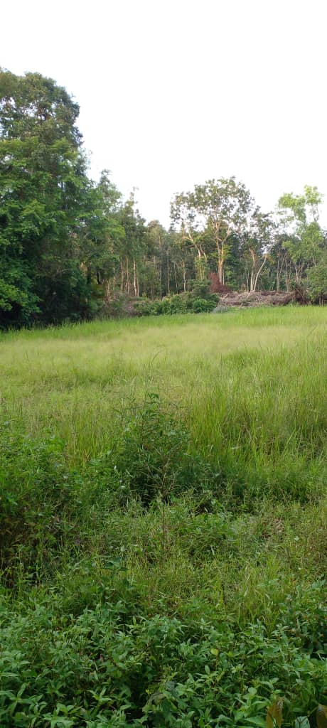 Tanah Pertanian Air Puteh Kemaman  MURAH - photo 4