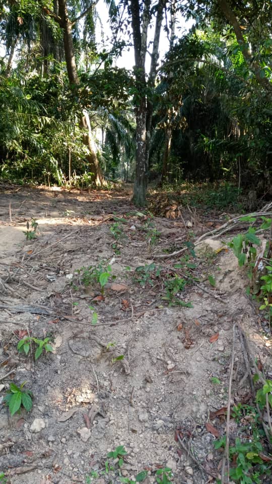 Tanah Pertanian di Atong, Jln Sg Lembing Kuantan - photo 4