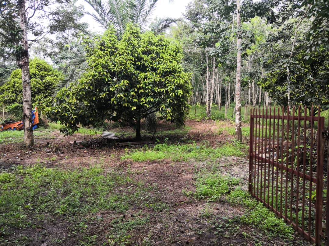 Tanah Pertanian Kampung Kuala Kaung Lanchang