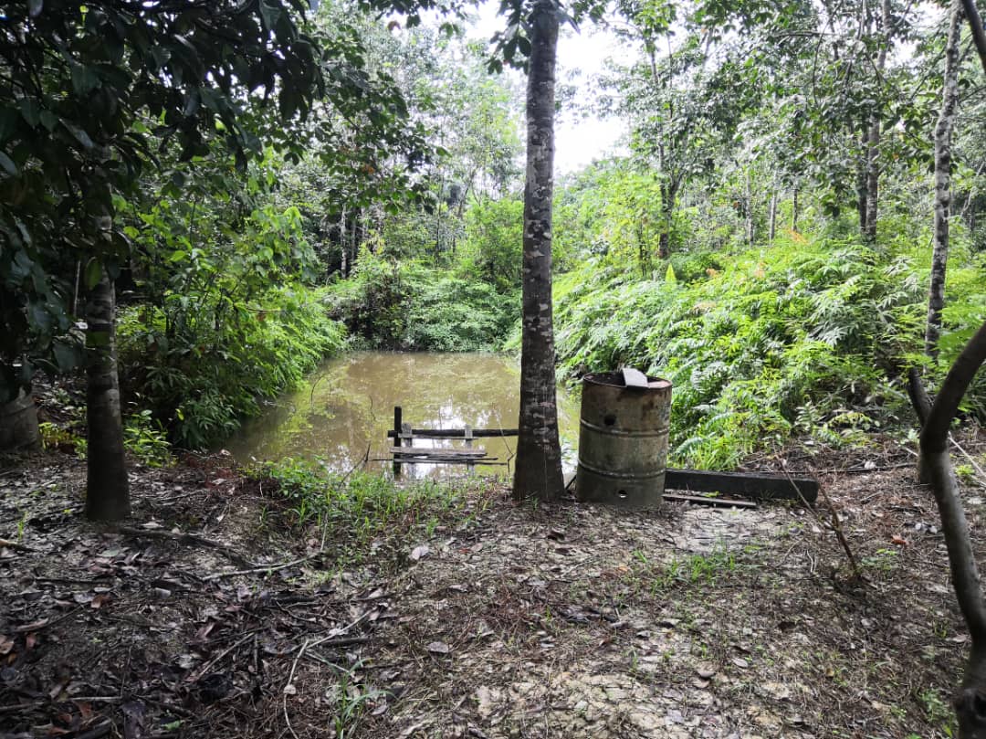Tanah Pertanian Kampung Kuala Kaung Lanchang - photo 2