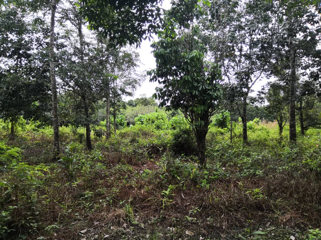 Tanah Pertanian Kampung Kuala Kaung Lanchang - photo 3