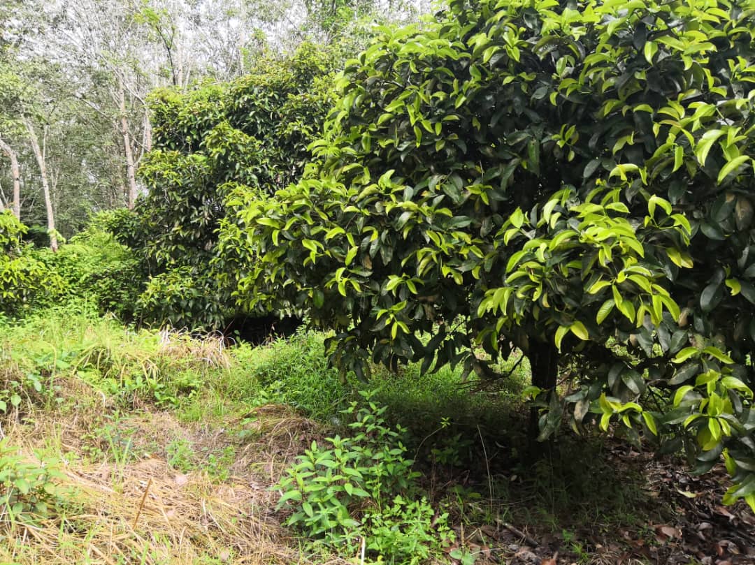 Tanah Pertanian Kampung Kuala Kaung Lanchang - photo 6
