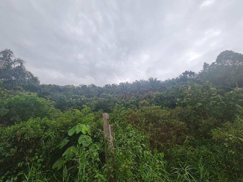 Tanah Pertanian Ada Anak Sungai - 2.12 ekar  - photo 7