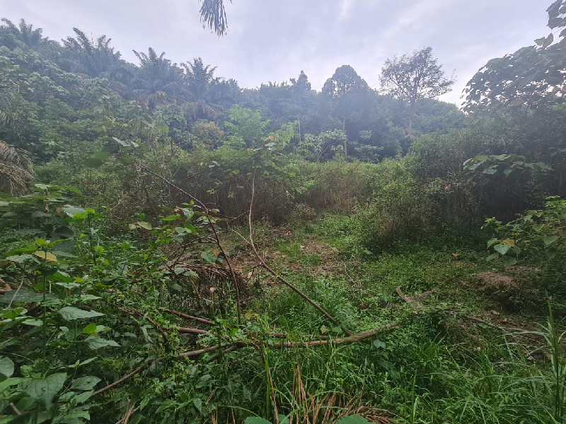 Tanah Pertanian Ada Anak Sungai - 2.12 ekar  - photo 8