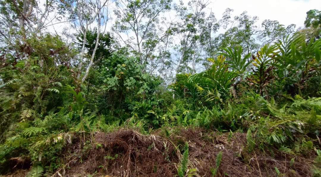Tanah Pertanian 6 ekar lebih Untuk Dijual  - photo 7