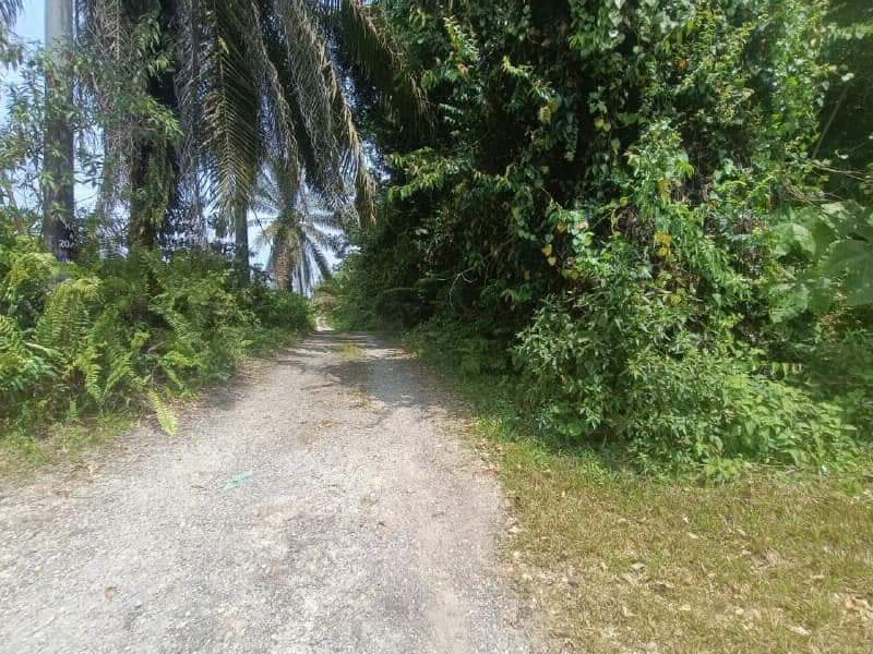Tanah Sawit Freehold 2.3 ekar - photo 3