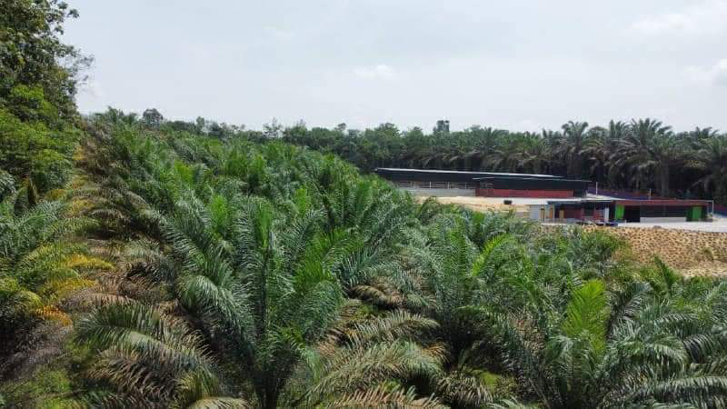 Tanah Sawit Freehold 2.3 ekar - photo 8