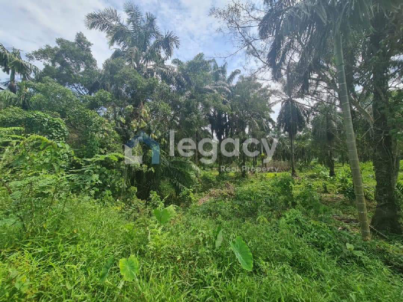 Tanah Pertanian Sawit 3.437 Ekar Selama Perak - photo 8