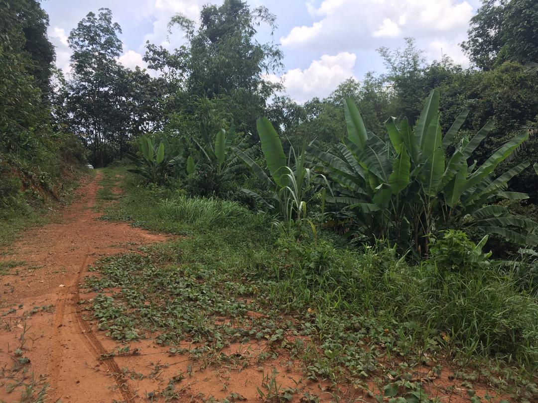 Kebun Durian Kampung Sg Jang,Kerling 2 Ekar - photo 4