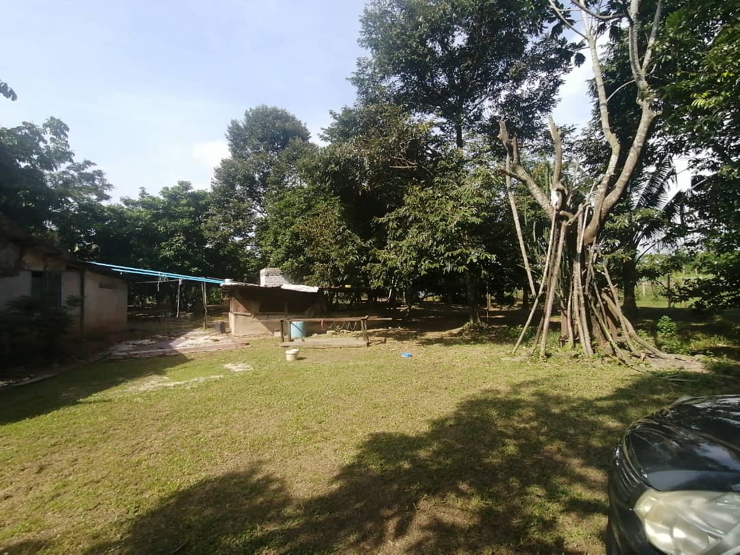 Kebun Durian Agri Land 1 Acre Kampung Pulau Merant - photo 2