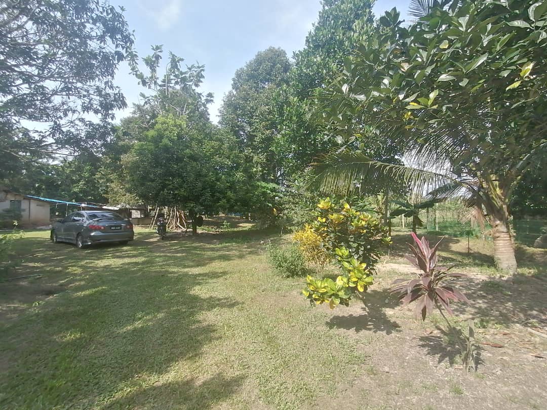 Kebun Durian Agri Land 1 Acre Kampung Pulau Merant - photo 3