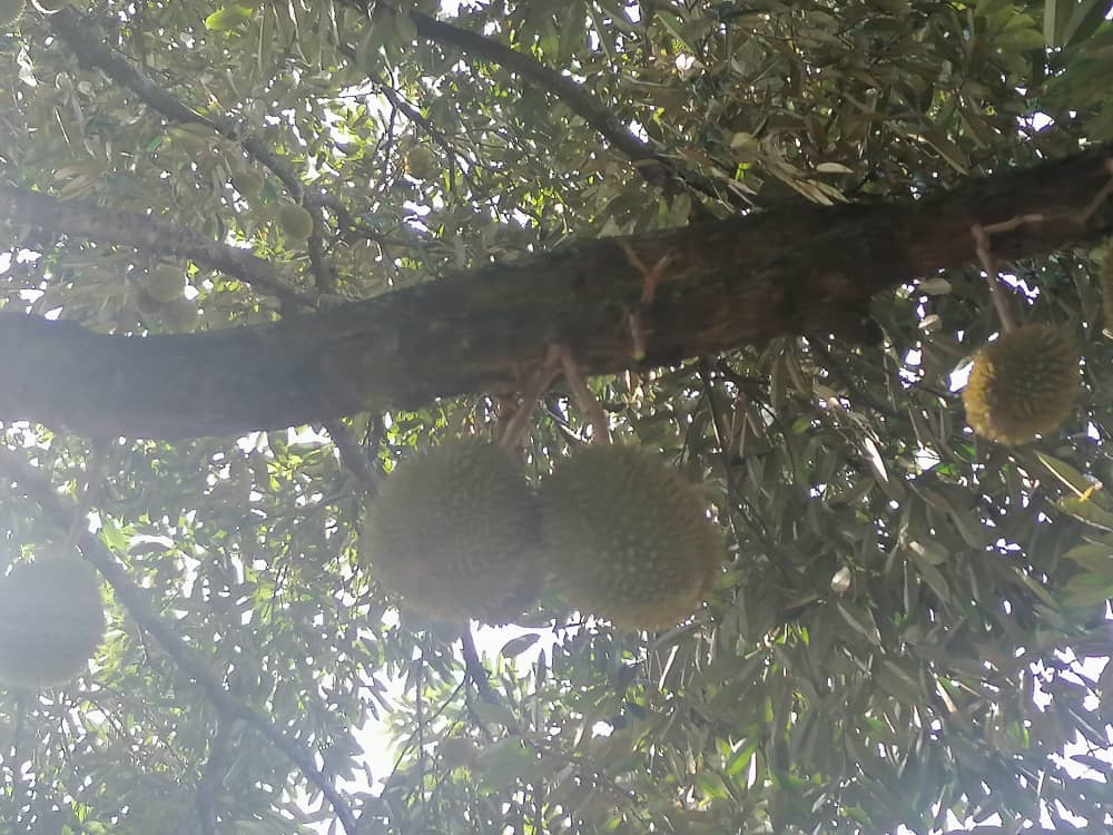 Kebun Durian Agri Land 1 Acre Kampung Pulau Merant - photo 4
