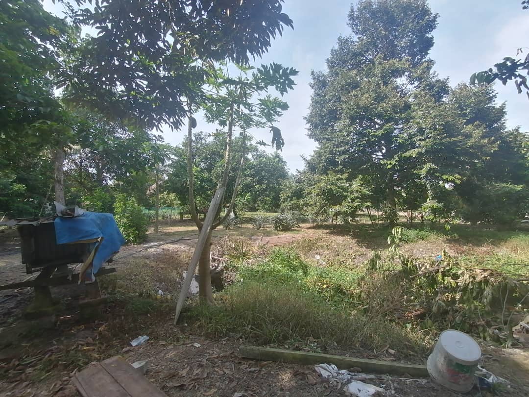 Kebun Durian Agri Land 1 Acre Kampung Pulau Merant - photo 5