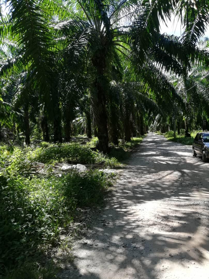 Land Nearby Jimah Power Plant Port Dickson - photo 10