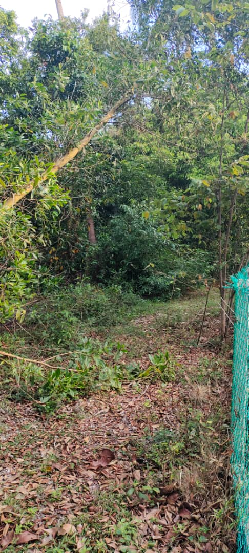 Tanah Tepi Pantai Di Kg Bari Besar Setiu Terenggan - photo 9