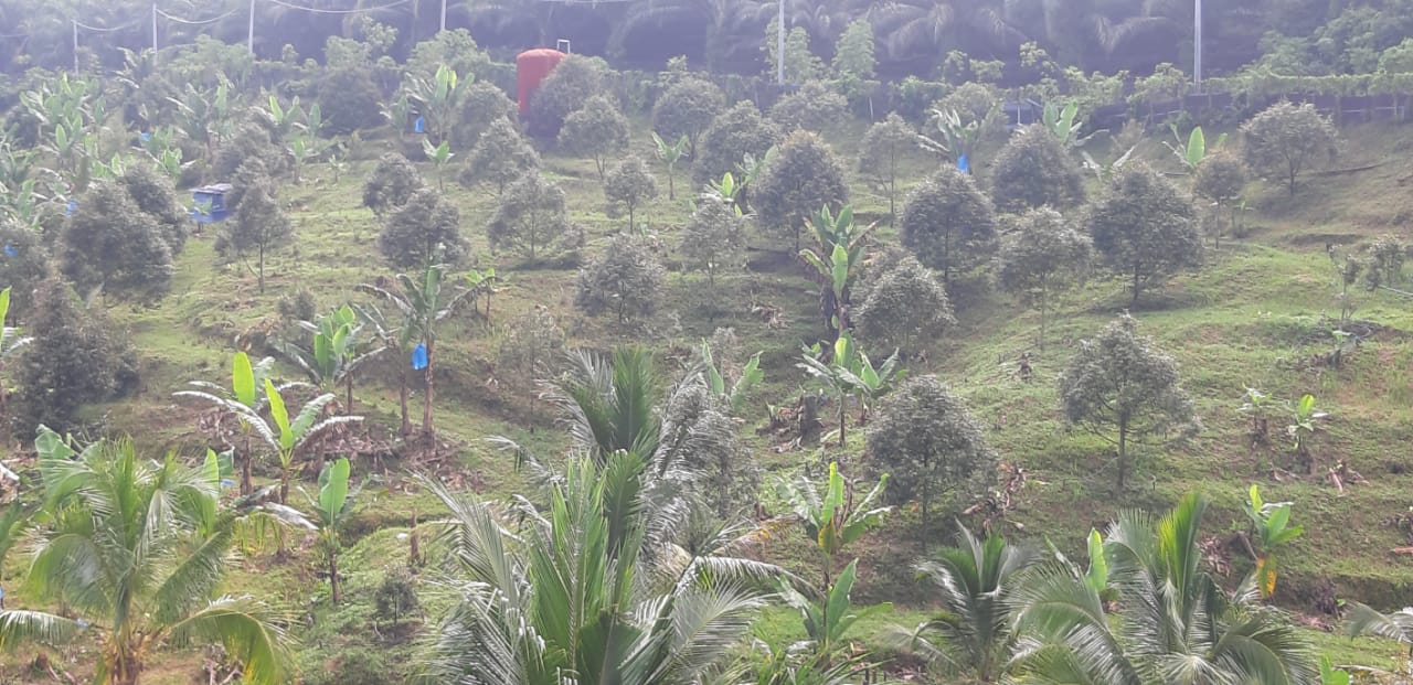 Kebun Durian Freehold Non Bumi Lot 6 Ekar  di Rasa - photo 5
