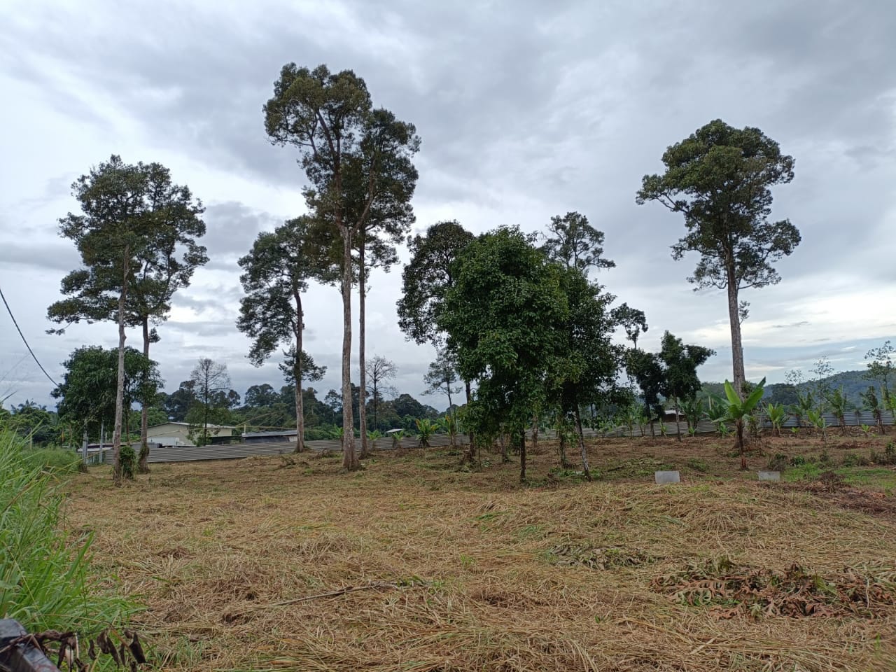 Non Bumi 3 Ekar Kebun Durian Batang Kali - photo 5