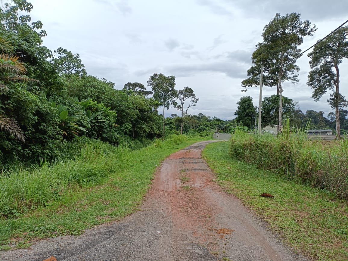 Non Bumi 3 Ekar Kebun Durian Batang Kali - photo 6