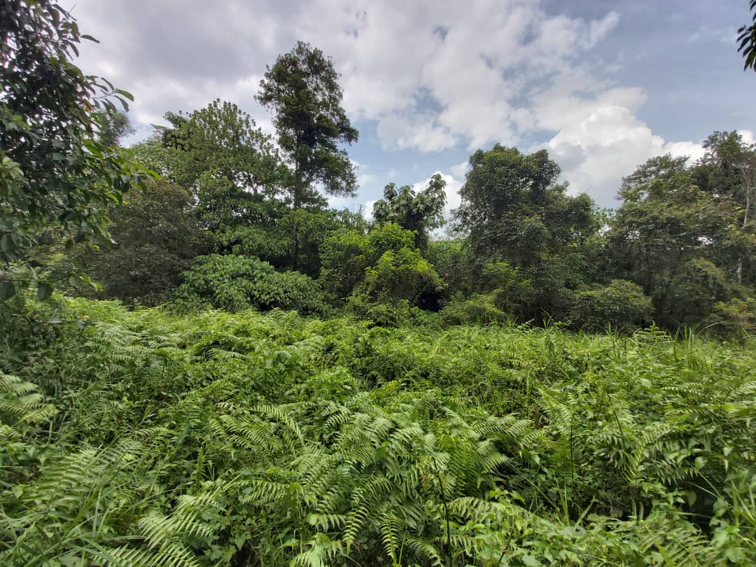 2 Acre Non Bumi  Agri Land Zoning Residential - photo 2