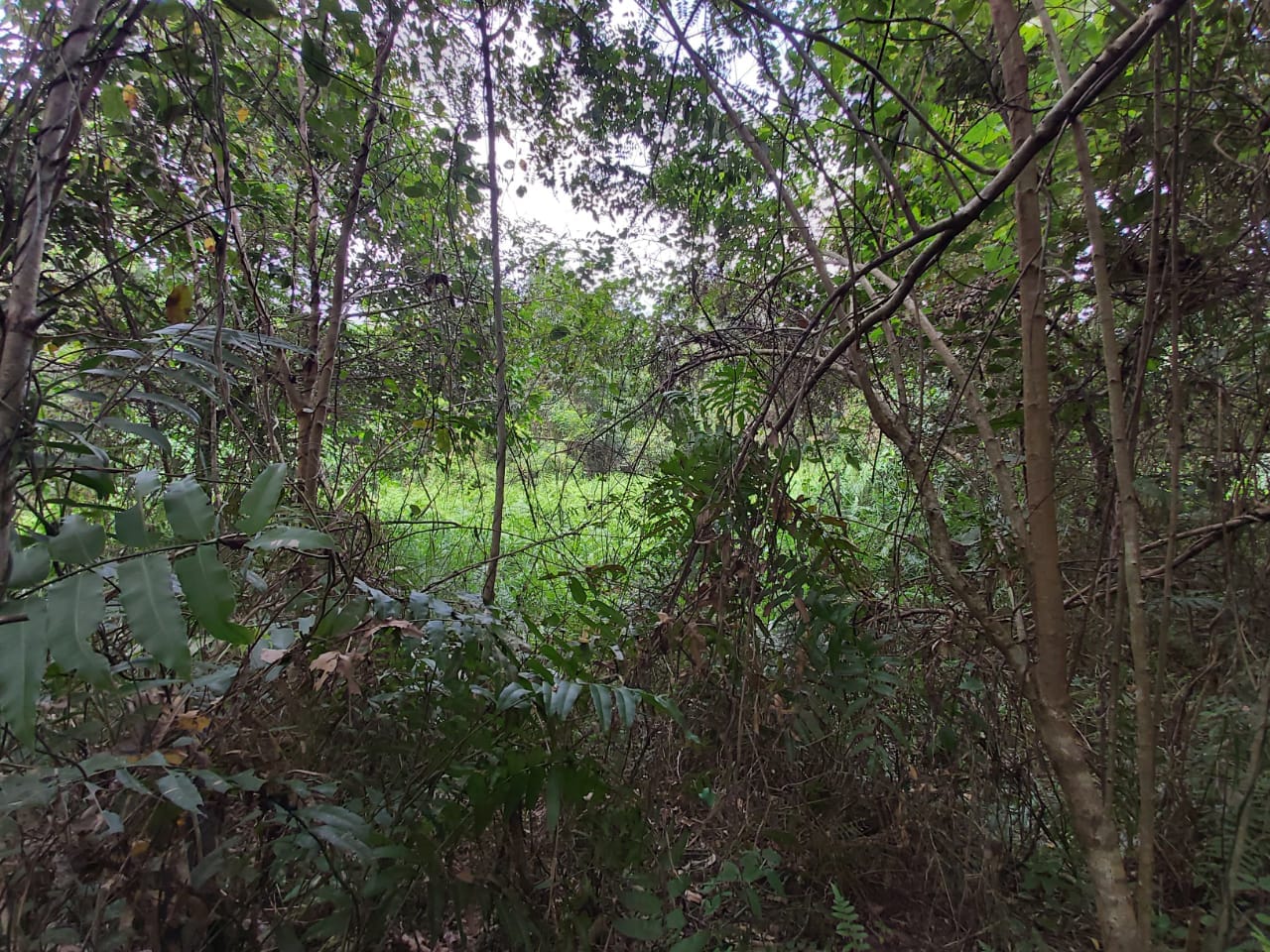 2 Acre Non Bumi  Agri Land Zoning Residential - photo 4