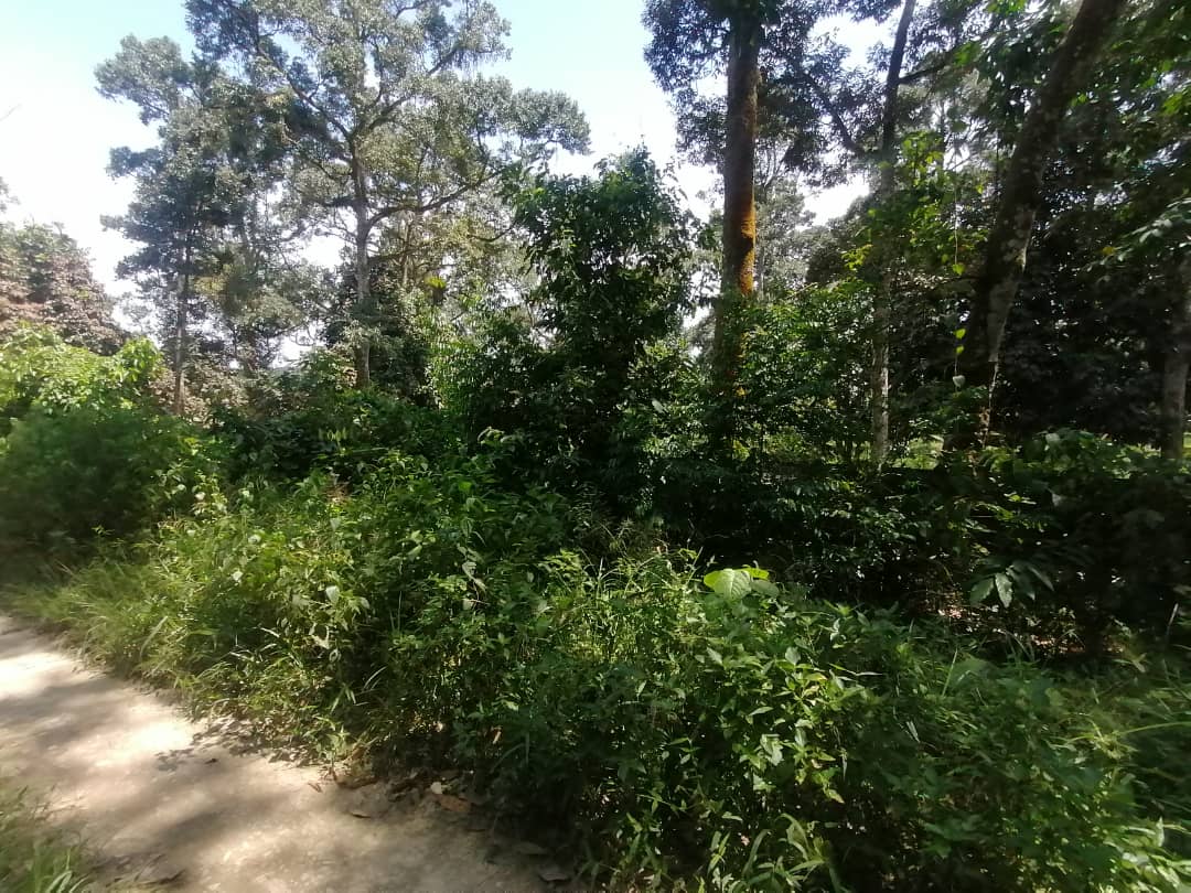 2 Acre Non Bumi Lot Agri land Batang Kali, Hulu - photo 4