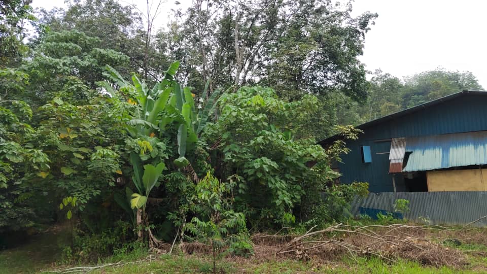 Non Bumi Freehold 3 Acre Agri Land Sungai Gumut, - photo 4