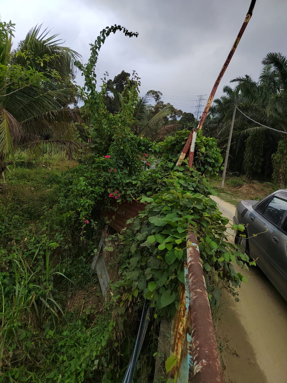 Kebun Durian Ada Sungai Sg Jang Kerling - photo 2