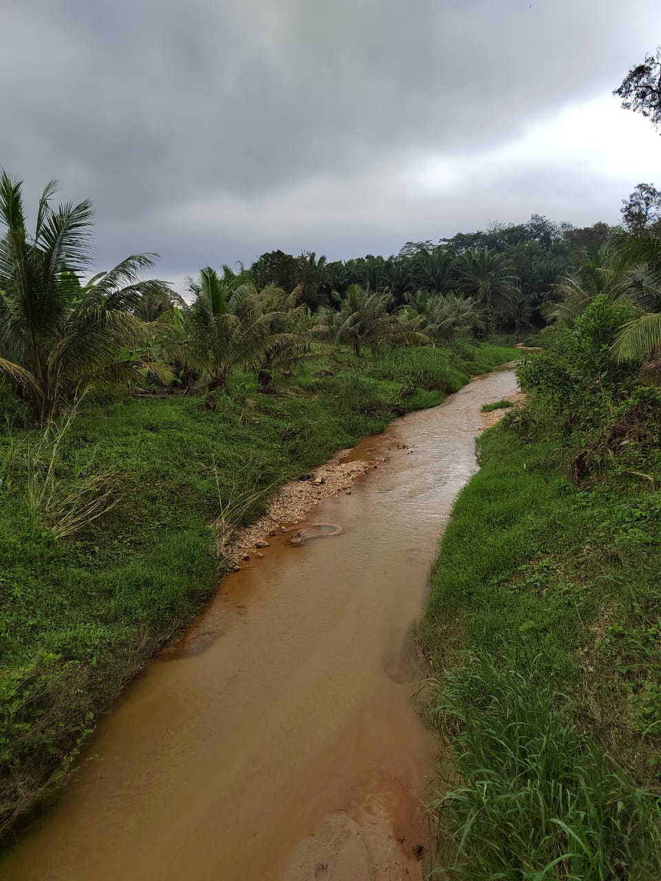 Kebun Durian Ada Sungai Sg Jang Kerling - photo 6