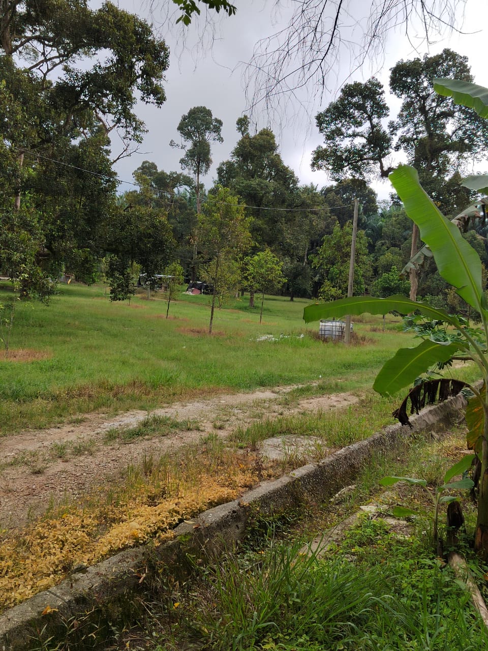 Kebun Durian Ada Sungai Sg Jang Kerling - photo 8