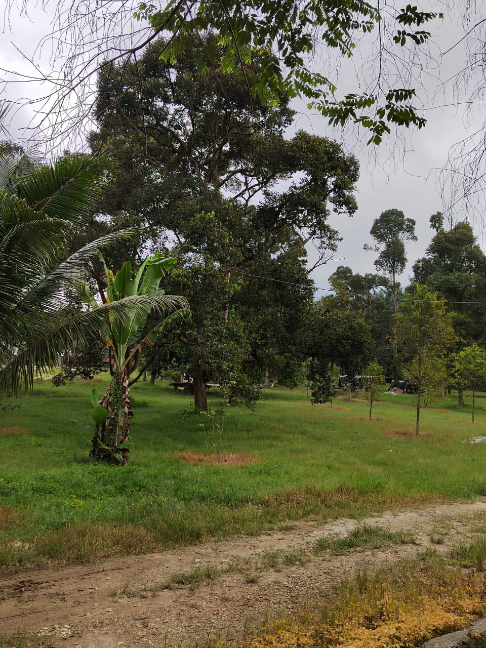 Kebun Durian Ada Sungai Sg Jang Kerling - photo 10