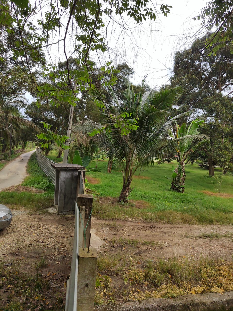 Kebun Durian Ada Sungai Sg Jang Kerling - photo 12