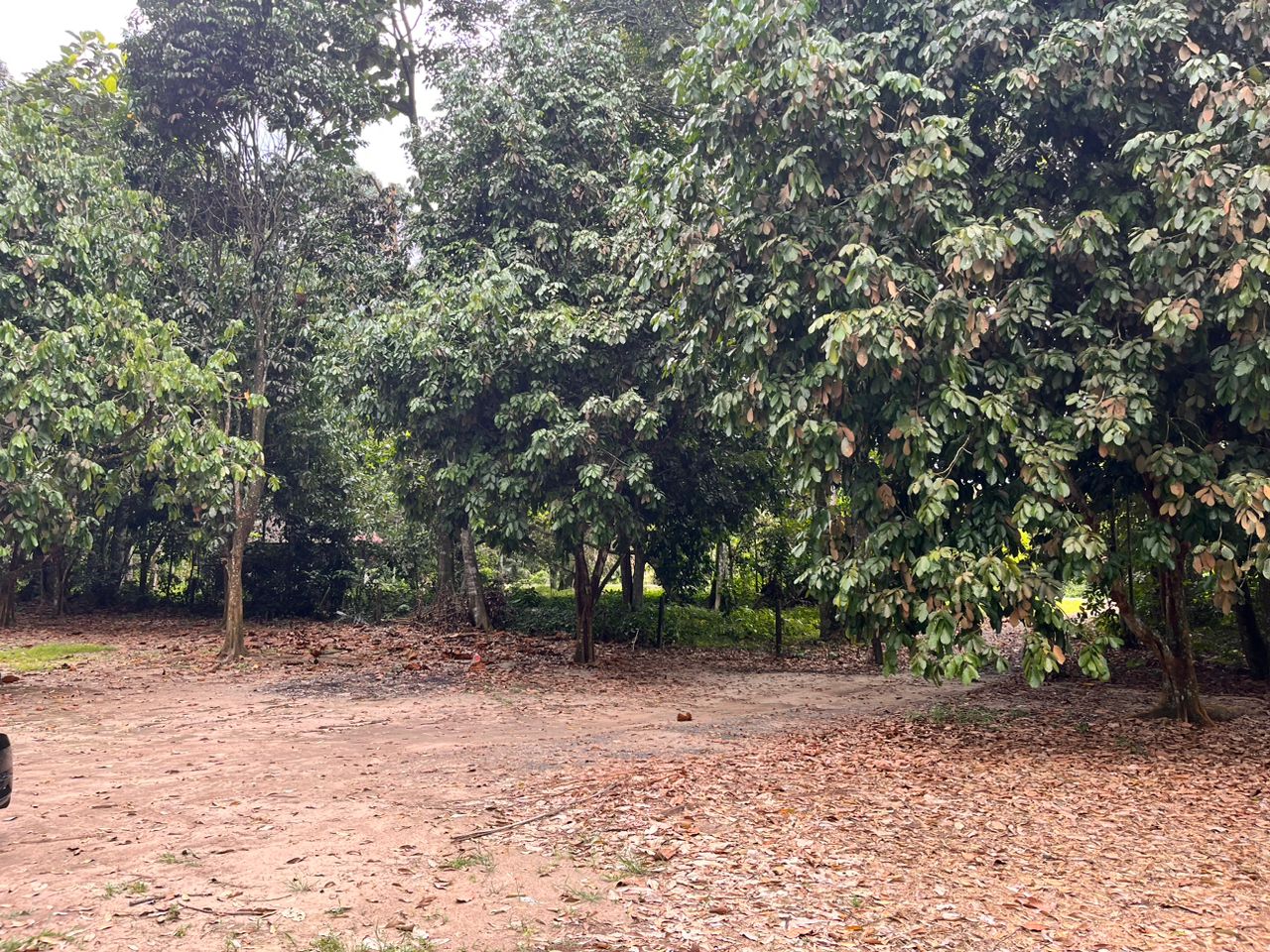Kebun Durian 2 Acre di Kalumpang Freehold Bumi - photo 5