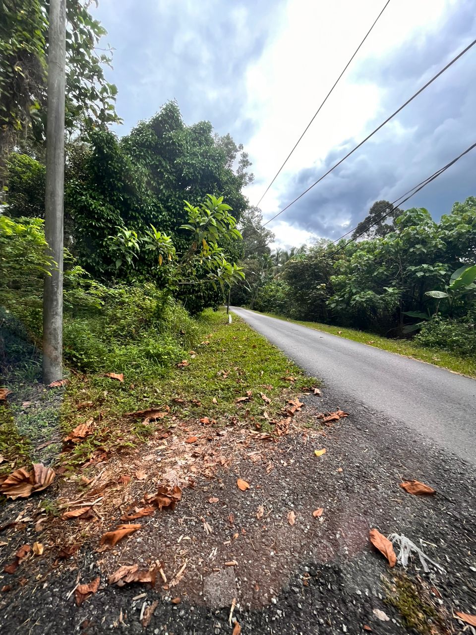 Kebun Durian 2 Acre di Kalumpang Freehold Bumi - photo 6