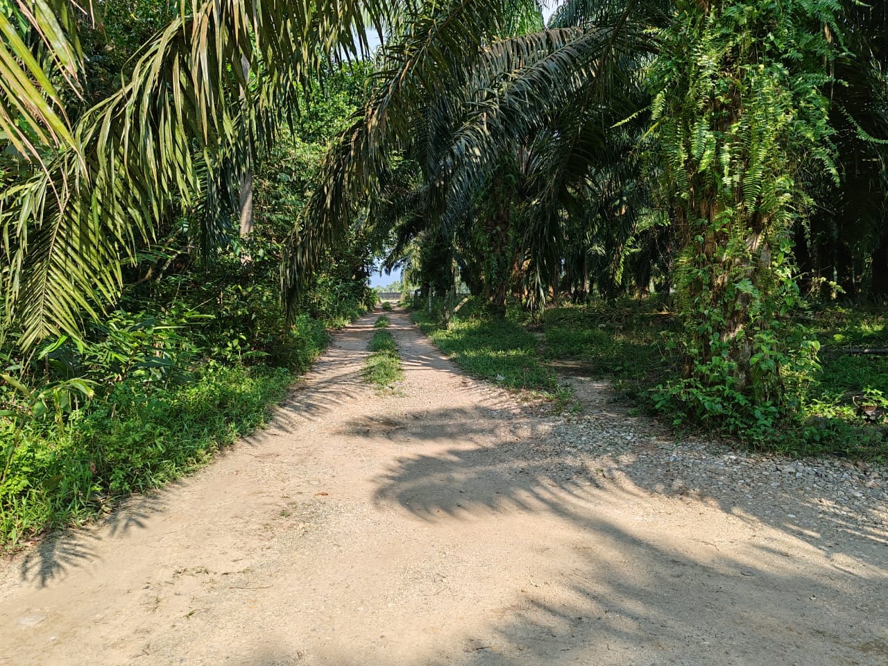 10 acre Agri Land Freehold Non Bumi at Batang Kali - photo 9