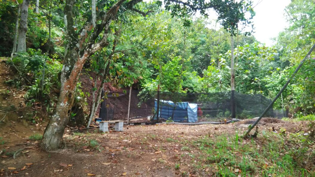 Tanah Dusun, Desa Anggerik, Serendah - photo 4