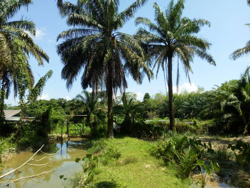 Land, Kampung Mendum, Lenggeng, Negeri Sembilan - photo 5