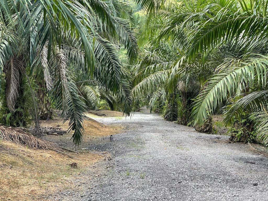 Agriculture Land Bukit Cherakah Shah Alam - photo 2