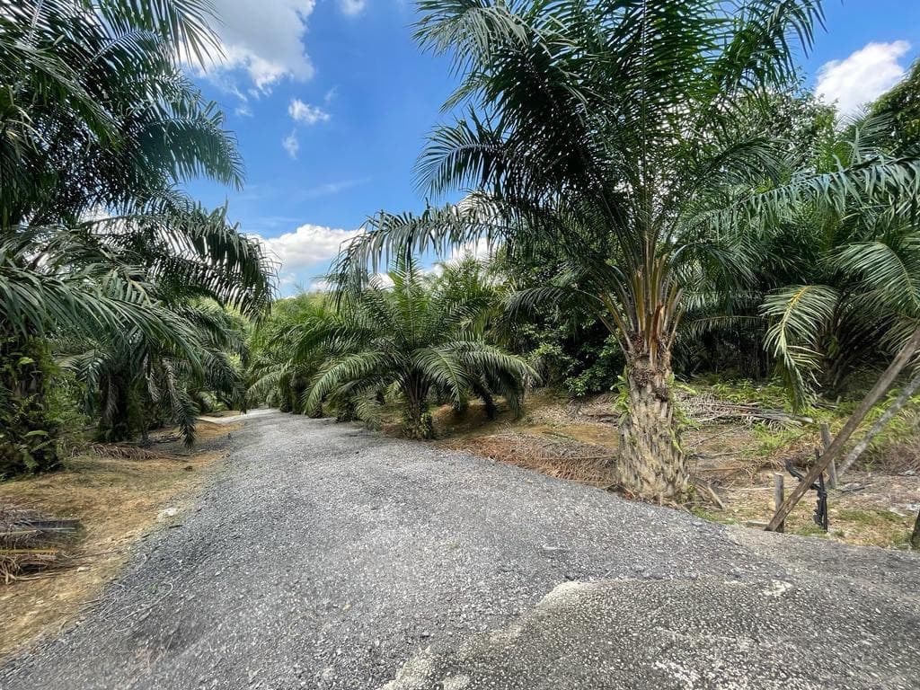 Agriculture Land Bukit Cherakah Shah Alam - photo 4
