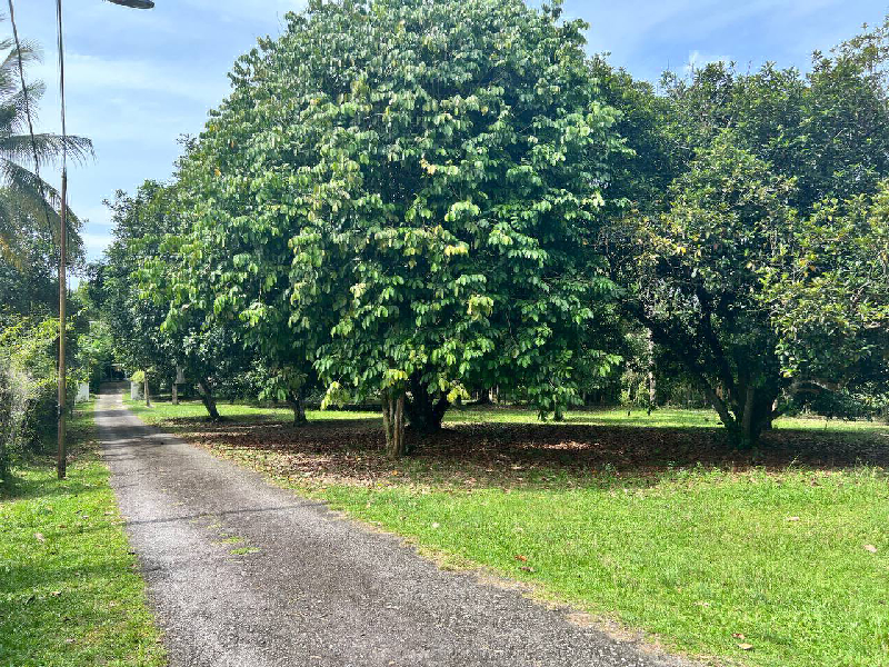 Tanah Kuang - photo 3