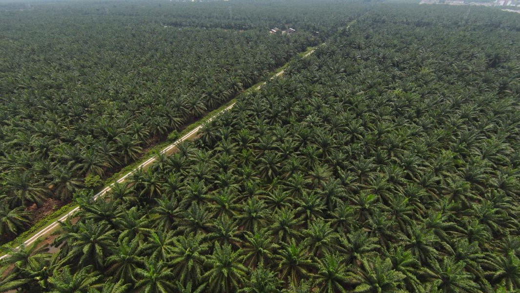 NIBONG TEBAL CHANGKAT INDUSTRIAL LAND FOR SALE 929,782SF FREEHOLD WITH ACCESS ROAD - photo 3