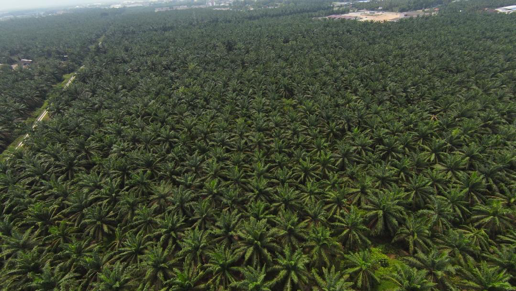 NIBONG TEBAL CHANGKAT INDUSTRIAL LAND FOR SALE 929,782SF FREEHOLD WITH ACCESS ROAD - photo 4