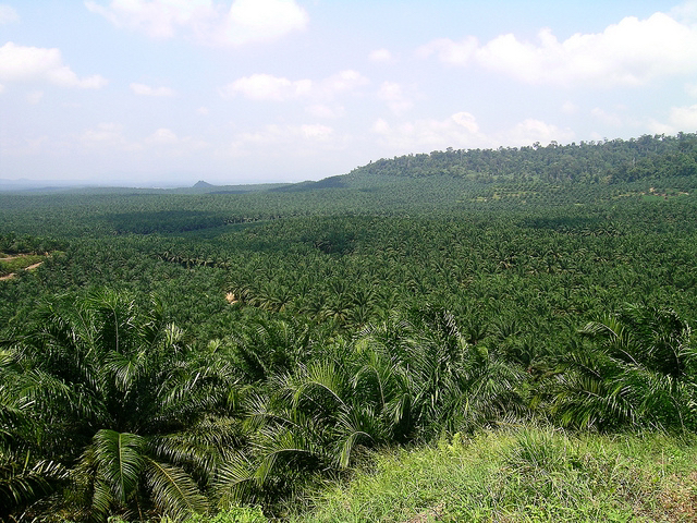 PERAK LENGGONG AGRICULTURE LAND 5000 ACRES INTERNATIONAL LOT FOR SALE - photo 3
